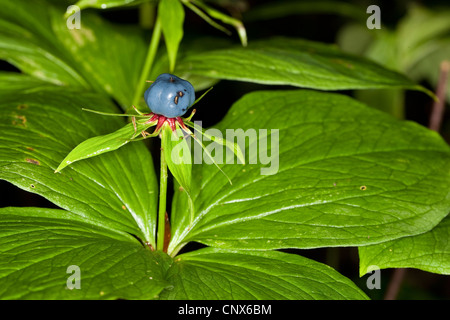 Herb Paris (Paris quadrifolia), la fructification, Allemagne Banque D'Images