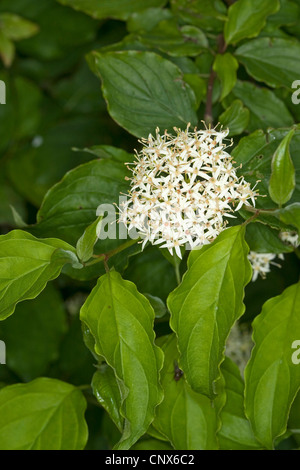 Dogberry, cornouiller (Cornus sanguinea), blooming, Allemagne Banque D'Images