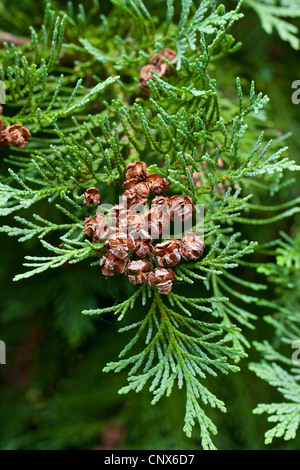 Cyprès de Lawson, Port Orford cedar (Chamaecyparis lawsoniana), de la direction générale avec les cônes Banque D'Images