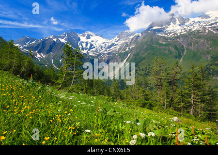 Prairie en face de la montagne montagnes avec Sonnenwelleck (3261 m) et Fuscherkarkopf (3154 m), l'Autriche, le Parc National du Hohe Tauern Banque D'Images