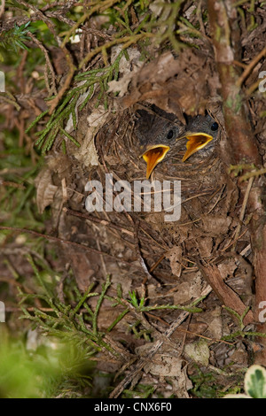 Troglodyte mignon (Troglodytes troglodytes), bien carmouflaged squeekers dans un nid, Allemagne Banque D'Images