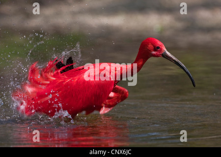 Ibis rouge (Eudocimus ruber), debout dans l'eau les ailes battantes Banque D'Images