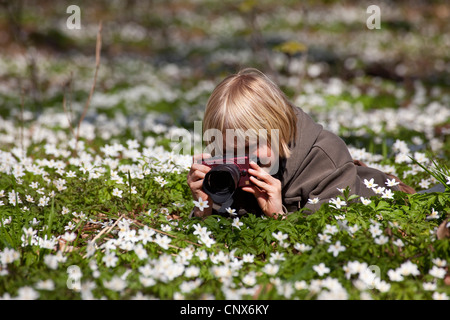 Anémone des bois (Anemone nemorosa), garçon couché sur un sol forestier en tenant des footos anémone des bois, Allemagne Banque D'Images