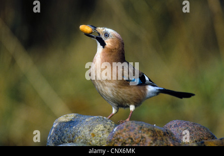 Jay (Garrulus glandarius), avec le chêne dans le beek, Allemagne Banque D'Images