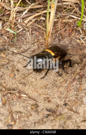 Grillon (Gryllus campestris), homme en face d'un trou selfmade, Allemagne Banque D'Images