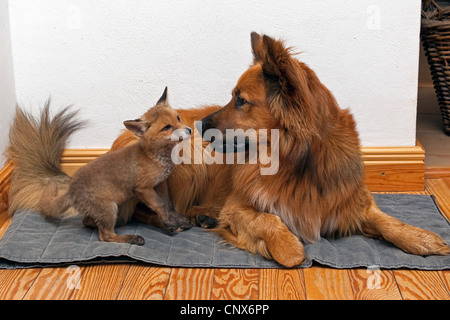 Le renard roux (Vulpes vulpes), le chien chiot avec fox kit, Allemagne Banque D'Images