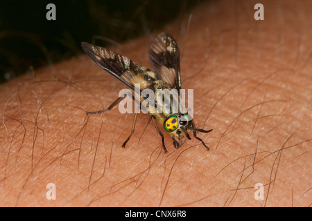 Deerfly, cerfs-fly, breezefly-breeze, fly, Horsefly, horse-fly (Chrysops relictus), picotement des femelles, Allemagne Banque D'Images