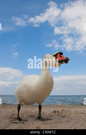 Mute swan (Cygnus olor), homme menaçant, Allemagne Banque D'Images