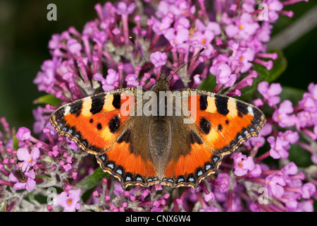 Petite écaille (Aglais urticae), assis sur violet butterfly bush, Allemagne Banque D'Images