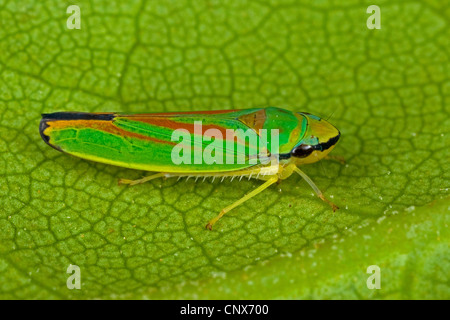 Redbanded (cicadelle Graphocephala coccinea, Graphocephala fennahi), assis sur une feuille, Allemagne Banque D'Images