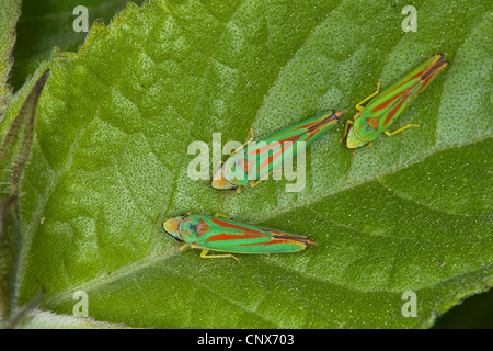 Redbanded (cicadelle Graphocephala coccinea, Graphocephala fennahi), assis sur une feuille, Allemagne Banque D'Images