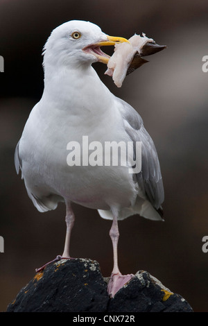 Goéland argenté (Larus argentatus), avec des restes de poisson dans le bec, Allemagne Banque D'Images