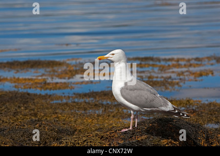 Goéland argenté (Larus argentatus), assis dans la mer des Wadden, Allemagne Banque D'Images