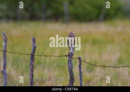 Le hibou des marais (Asio flammeus), assise sur un poteau de clôture, Pays-Bas Banque D'Images