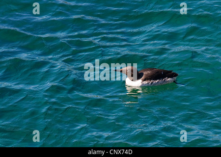 Common guillemot (Uria aalge), piscine sur la mer Banque D'Images