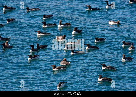 Common guillemot (Uria aalge), la natation en groupe sur la mer du Nord Banque D'Images