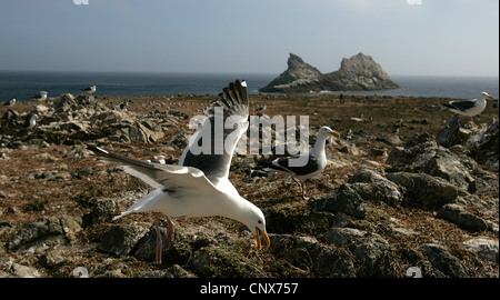 Les îles Farallon Farallones, ou sont un groupe d'îles et de piles de la mer dans le golfe de la Farallones, au large de la côte de San Fr Banque D'Images
