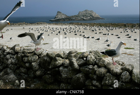 Les îles Farallon Farallones, ou sont un groupe d'îles et de piles de la mer dans le golfe de la Farallones Banque D'Images