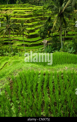 Certains des plus spectaculaires et dramatiques des terrasses de riz à Bali, Indonésie, sont situés dans la région de Tegallalang centre de Bali. Banque D'Images