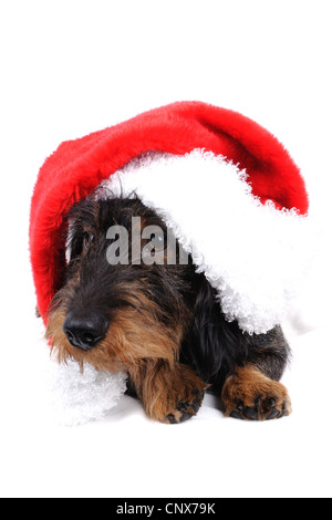 Teckel à poil dur, chien saucisse à poil dur, chien domestique (Canis lupus f. familiaris), avec rouge Santa hat Banque D'Images