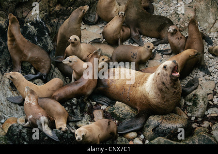Lions de mer Banque D'Images