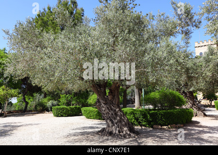 Olive Garden à Emmaüs Banque D'Images