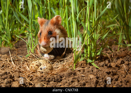 Hamster commun, black-bellied grand hamster (Cricetus cricetus), homme dans un champ de maïs à un nid avec des oeufs d'une caille, Allemagne Banque D'Images