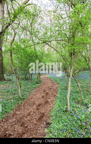 Chemin des bois bois bluebell grâce à Hatchlands Park, Surrey, Angleterre au printemps Banque D'Images