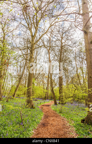 Chemin des bois bois bluebell grâce à Hatchlands Park, Surrey, Angleterre au printemps Banque D'Images