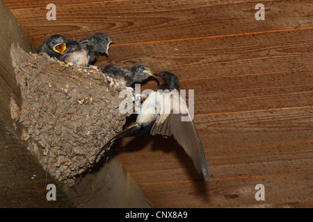 L'hirondelle rustique (Hirundo rustica), les jeunes avaler au nid, Allemagne Banque D'Images