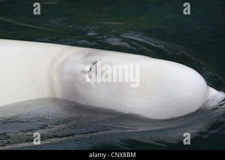 Baleine blanche, le béluga (Delphinapterus leucas), nager à la surface de l'eau avec l'évent bon de voir, Canada Banque D'Images