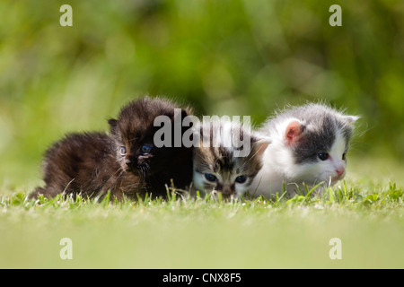 Chat domestique, le chat domestique (Felis silvestris catus). f, trois jeunes chatons dans un gazon Banque D'Images