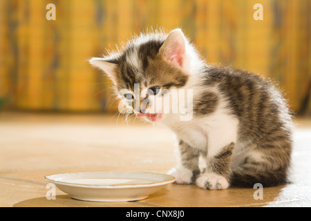 Chat domestique, le chat domestique (Felis silvestris catus) f., petit chaton se nourrissant dans un bol Banque D'Images