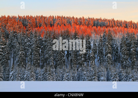 L'épinette de Norvège (Picea abies), forêt de sapins couverts de neige avec la cime des arbres de rouge le soleil du soir, l'Allemagne, la Saxe, montagnes Erz Banque D'Images