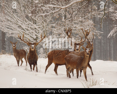 Red Deer (Cervus elaphus), pack de marcher dans la neige profonde à la lisière d'une forêt, l'Allemagne, la Saxe Banque D'Images