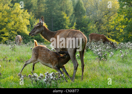 Red Deer (Cervus elaphus), calf suckling, Allemagne Banque D'Images