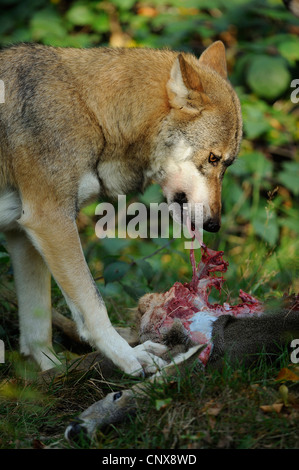 Le loup gris d'Europe (Canis lupus lupus), il se nourrit de cerfs, Allemagne, Bavière, Nationalpark Bayerischer Wald Banque D'Images