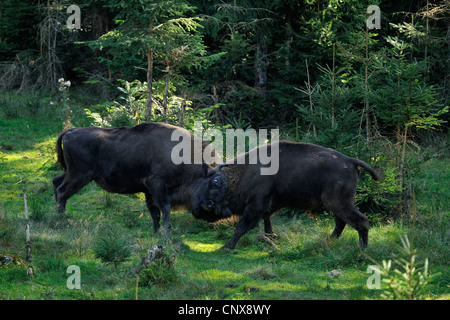 Bison d'Europe, Bison (Bison bonasus), deux taureaux de combat, Allemagne Banque D'Images