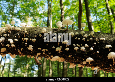 Oudemansiella mucida porcelaine (champignon), groupe de champignons en automne forêt, Allemagne, Rhénanie du Nord-Westphalie Banque D'Images