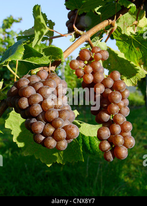 Raisins dans une vigne en automne. Pas DISPONIBLE POUR UTILISATION DANS CALENDRIERS, Allemagne, Rhénanie-Palatinat, Siebeldingen Banque D'Images