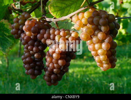 Raisins dans une vigne en automne. Pas DISPONIBLE POUR UTILISATION DANS CALENDRIERS, Allemagne, Rhénanie-Palatinat, Siebeldingen Banque D'Images