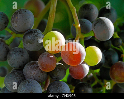 Raisins dans une vigne en automne. Pas DISPONIBLE POUR UTILISATION DANS CALENDRIERS, Allemagne, Rhénanie-Palatinat, Siebeldingen Banque D'Images