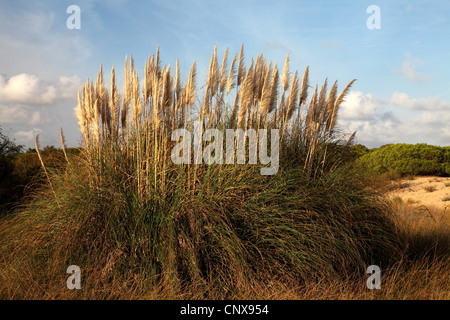 (L'herbe de la pampa blanche cortaderia selloana), naturalisé dans des dunes d'El Portil, Espagne, Punta Umbria Banque D'Images