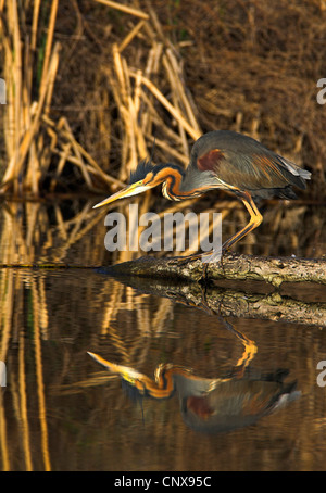 Héron pourpré (Ardea purpurea), reflétant dans l'eau, de la Grèce, Lesbos Banque D'Images