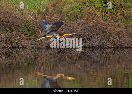 Héron pourpré (Ardea purpurea), volant au-dessus de l'eau, Grèce, Lesbos Banque D'Images