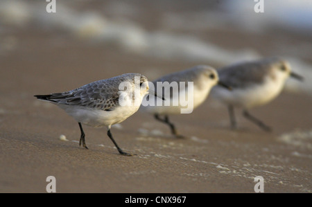 Bécasseau sanderling (Calidris alba), sur la plage, l'Espagne, Huelva Banque D'Images