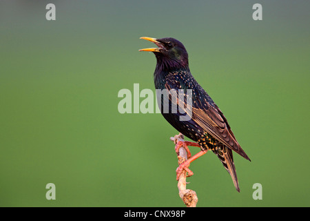 Étourneau sansonnet (Sturnus vulgaris), chant, Bulgarie Banque D'Images