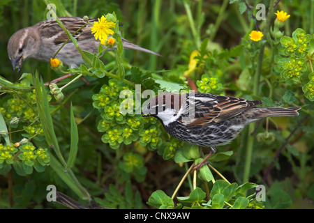 Moineau espagnol (Passer hispaniolensis), paire assis dans l'herbe se nourrit de graines, de la Grèce, Lesbos Banque D'Images