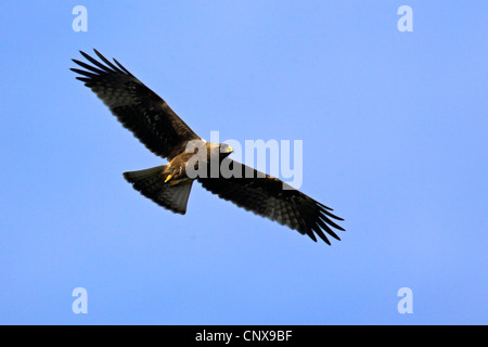 Aigle botté (Hieraaetus pennatus), voler, Espagne, Coto de Donana National Park Banque D'Images