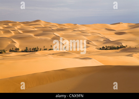 Um El Ma oasis entre sanddunes du désert de Libye, Maroc, Sahara occidental Banque D'Images